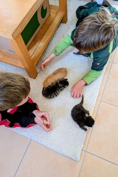 Zwei Kinder und drei Katzenbabys liegen auf einem weißen Teppich. Die Babys haben Auslauf, die Kinder passen auf sie auf. Die Szene ist von oben fotografiert, man erkennt nur die Köpfe der Kinder und die Rücken der Kätzchen.