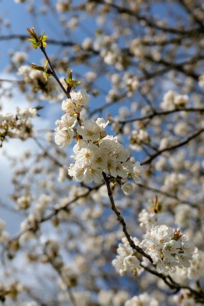 Eine Nahaufnahme eines Kirschblütenzweiges. Die weißen Knospen sind geöffnet und leuchten in der Frühlingssonne.