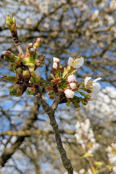 Eine Nahaufnahme eines Kirschblütenzweiges. Die weißen Knospen sind geöffnet und leuchten in der Frühlingssonne.