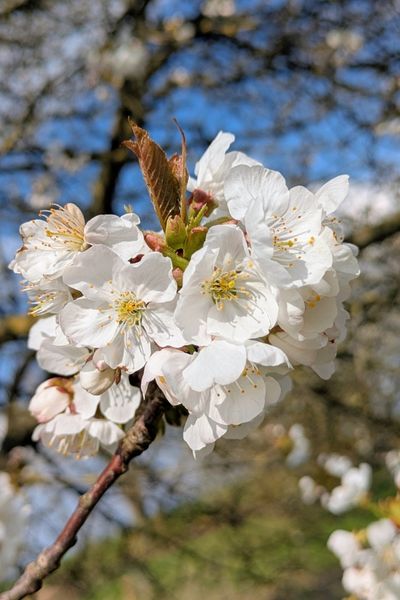 Eine Nahaufnahme eines Kirschblütenzweiges. Die weißen Knospen sind geöffnet und leuchten in der Frühlingssonne.