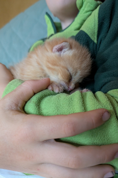 Ein rotes Katzenbaby schläft auf dem Arm eines Kindes.