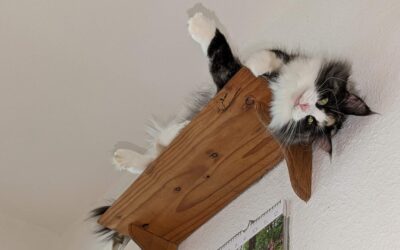 18 Gründe für ein Leben mit Katze