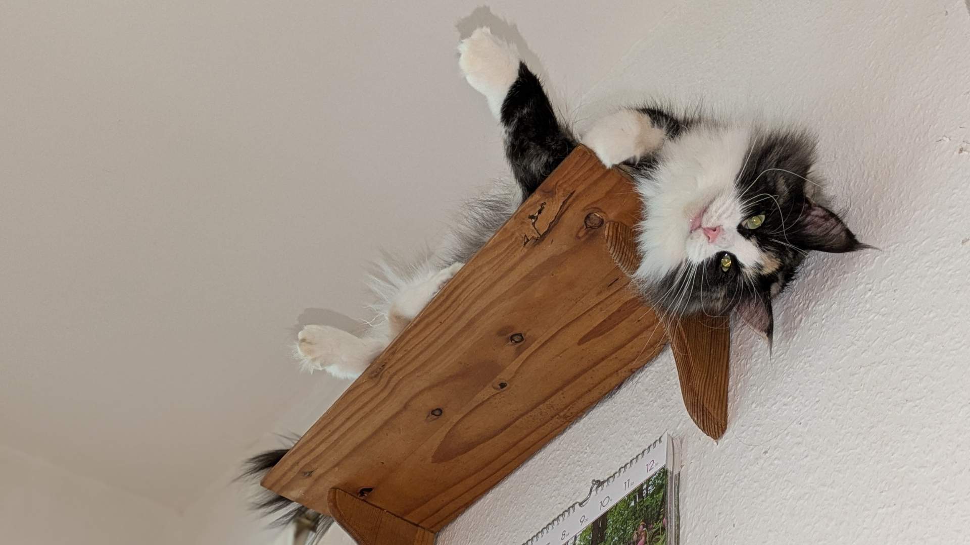 Eine dreifarbige Norwegische Waldkatze liegt auf einem Regalbrett und schaut kopfüber herunter.