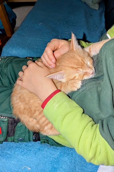 Ein rot getigertes Katzenbaby schläft auf dem Schoß eines Kindes in grüner Arbeitskleidung.