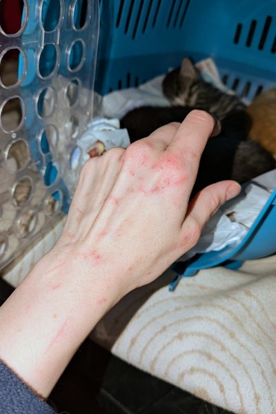 Eine Hand, die von winzigen Krallen kleiner Katzenbabys zerkratzt ist, wird vor einer Transportbox gehalten. In der Transportbox schlafen die kleinen Katzenbabys.