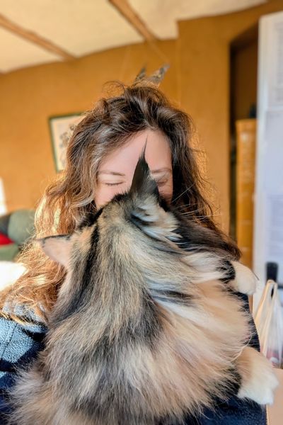 Eine Katzenberaterin kuschelt mit ihrer dreifarbigen Norwegischen Waldkatze. Die Katze ist von hinten zu sehen udn gibt der Beraterin ein herzliches Nasenküsschen.