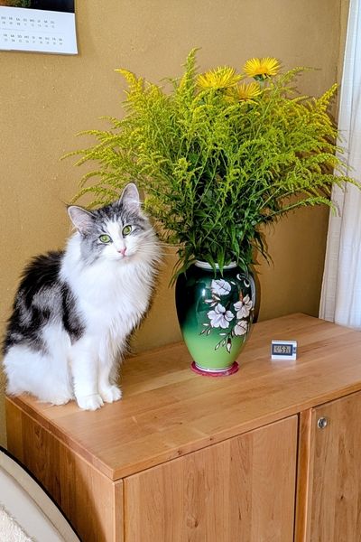 Eine weiß-getigerte Norwegische Waldkatze sitzt auf einer Holz-Kommode neben einem Blumenstrauß aus gelber Goldrute.