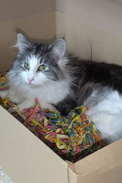 Eine weiß-graugetigerte Norwegische Waldkatze liegt verspielt in einem Karton mit Luftschlangen.