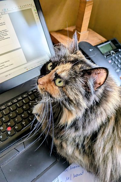 Eine dreifarbige Langhaar-Katze liegt mit ihrem Oberkörper auf einem Laptop. Der Unterkörper verdeckt Notizen.