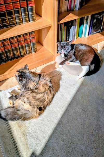 Ein schwarz-weißer Kater sonnt sich auf einem Kissen auf dem Boden. Vor ihm liegt mit etwas Abstand eine dreifarbige Langhaarkatze.