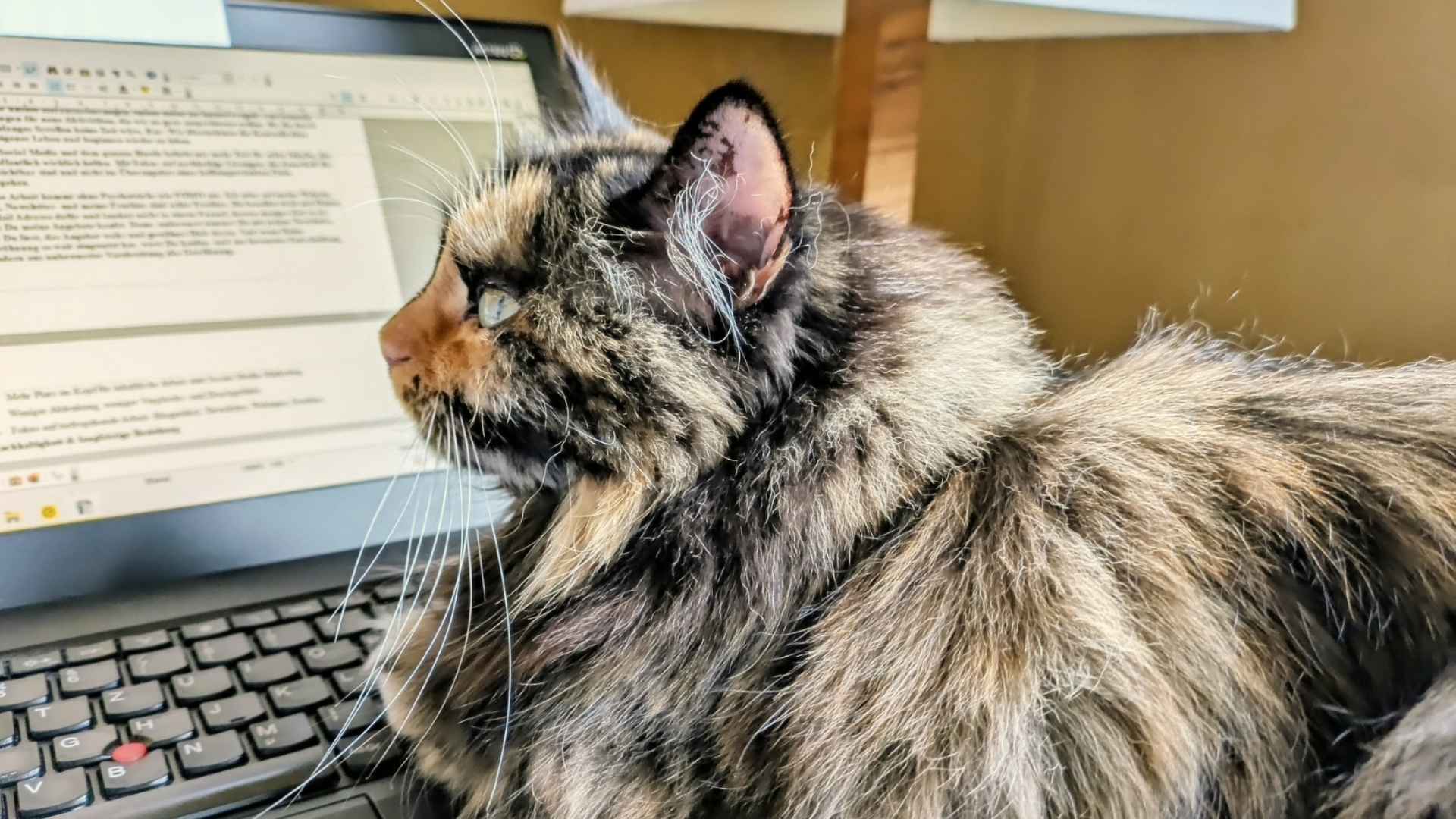 Eine dreifarbige Katze mit halblangem Fell sitzt vor einer Katze und scheint den Fortschritt meiner Blogartikel zu begutachten.