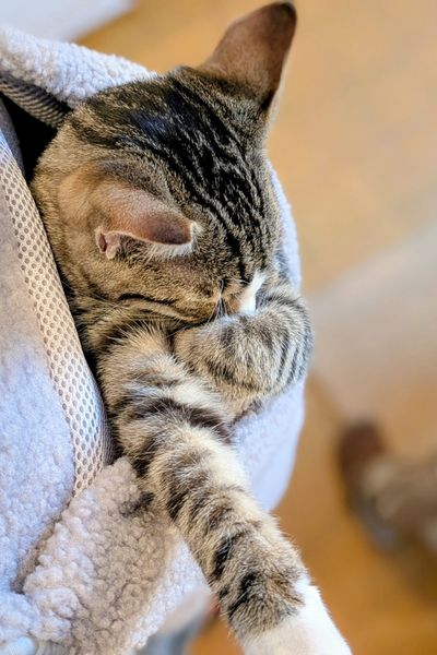 Ein grau getigerter Jungkater schläft in einem grauen Tragerucksack.