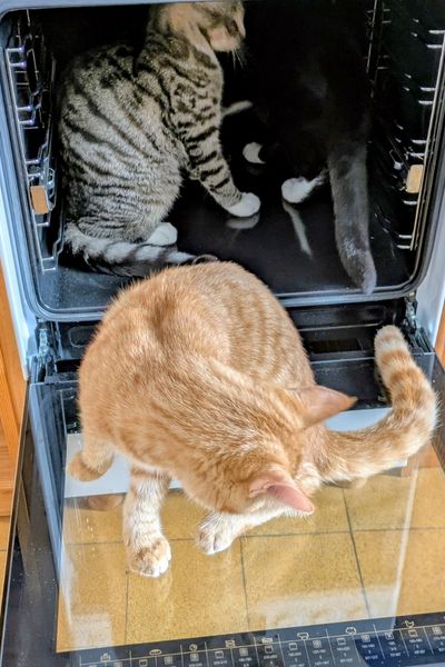 Drei kleine Kater spielen in einem E-Herd: Ein grau getigerter sitzt links, rechts sitzt ein schwarz-weißer Kater und ein rot getigerter Kater sitzt vorne auf der Glastür.