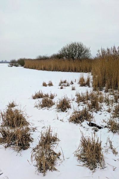 Die Oberfläche eines Sees ist zugeschneit. Am Rand steht das vertrocknete Schilf. Der Himmel ist wolkenbedeckt.