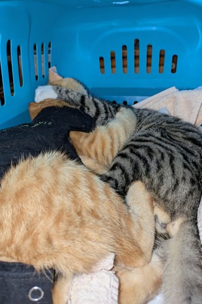 Ein grau getigerter und ein rot getigerter Kater liegen verschlungen in einer blauen Transportbox.