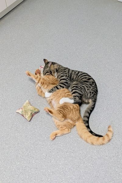 Ein grau getigerter und ein rot getigerter Kater liegen auf dem Boden einer Tierarzt-Praxis und balgen.