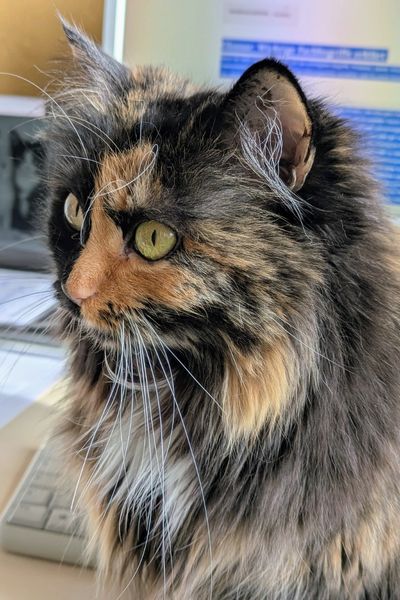 Eine dreifarbige Britisch Langhaar sitzt auf einem Schreibtisch vor einem Bildschirm. Ihr Blick ist in den Raum gerichtet.
