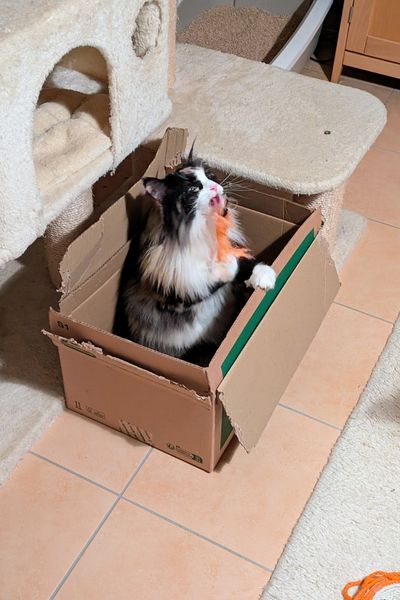 Eine dreifarbige Norwegische Waldkatze sitzt in einem Karton und beleckt das Ende einer Plüschangel.