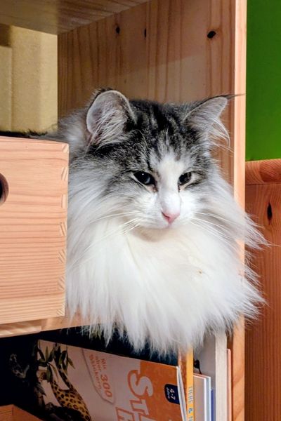 Eine weiß-silberne Norwegische Waldkatze sitzt in einer Lücke eines Bücherregals.