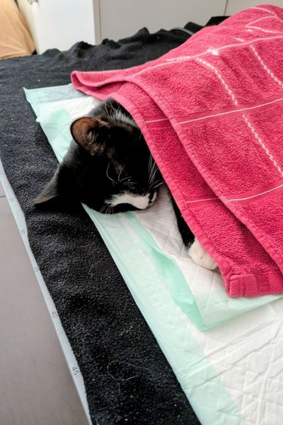Ein schwarz-weißer Jungkater liegt nach einer Kastration auf einer Wärmematte. Er ist mit einem roten Handtuch bedeckt und schläft die Narkose aus.