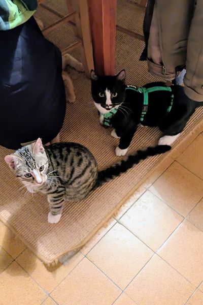 Ein schwarz-weißer Kater trägt ein grünes Katzengeschirr. Vor ihm sitzt ein grau getigerter Kater. Die Beiden sitzen auf einem Sisalteppich vor einem Küchentisch und schauen hoch in die Kamera.