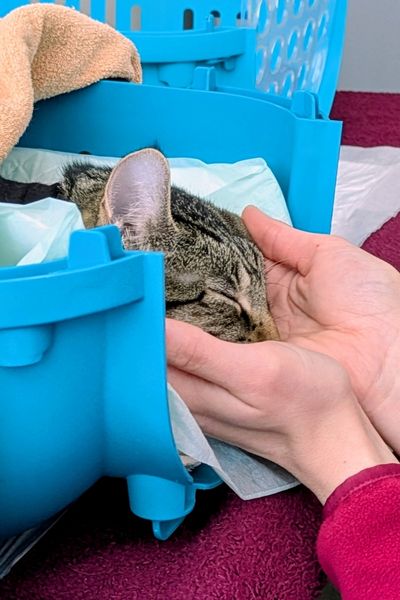 Ein grau getigertes Kätzchen liegt in der Hand einer Katzenverhaltensberaterin und schläft die Narkose nach ihrer Kastration aus.
