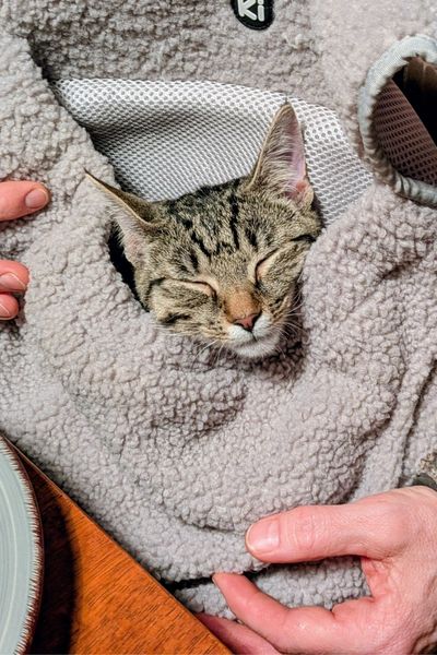 Ein grau getigertes Kätzchen schläft in einem grauen Tragerucksack.