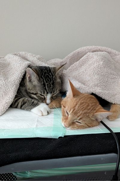 Ein grau getigertes und ein rot getigertes Kätzchen liegen auf einer Wärmematte und sind mit einem Handtuch bedeckt. Sie wachen langsam aus ihrer Narkose auf.