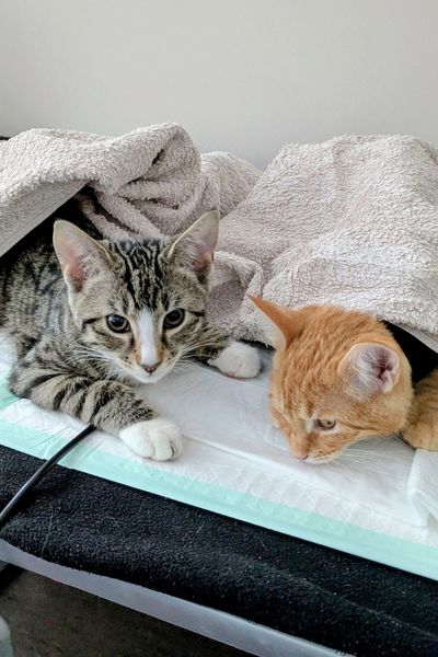 Ein grau getigertes und ein rot getigertes Kätzchen liegen auf einer Wärmematte und sind mit einem Handtuch- sie können das Köpfchen heben.