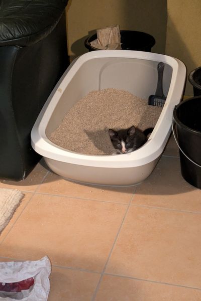 Ein schwarz-weißes Kätzchen sitzt in einer großen Katzentoilette und verrichtet seine erste Pfütze in der Toilette.