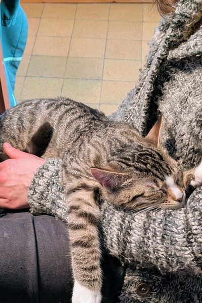 Ein getigertes Kätzchen liegt völlig ausgebreitet und platt auf dem Arm einer Frau und schläft. Die Frau trägt eine dicke graue Strickjacke.