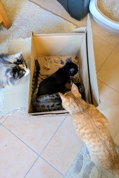 Drei kleine Kätzchen schauen sich knisternde Herbstblätter in einem Karton an. Eine adulte Norwegische Waldkatze schaut ebenfalls zu.