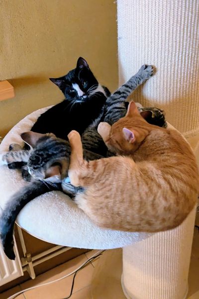 Vier Kätzchen liegen zusammen auf einem Katzenbett einer Kratzsäule- dabei fällt eines fast über den Rand des Bettchens herunter.