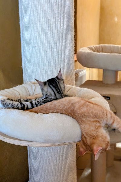 Zwei Kätzchen liegen gemeinsam in einem Bettchen einer Kratzsäule. Ein rot getigertes Kätzchen hangt halb über den Rand des Bettchens kopfüber heraus.