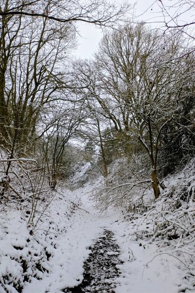 Ein zugefrorener und mit Schnee bedeckter Bach umsäumt von Sträuchern und Bäumen.
