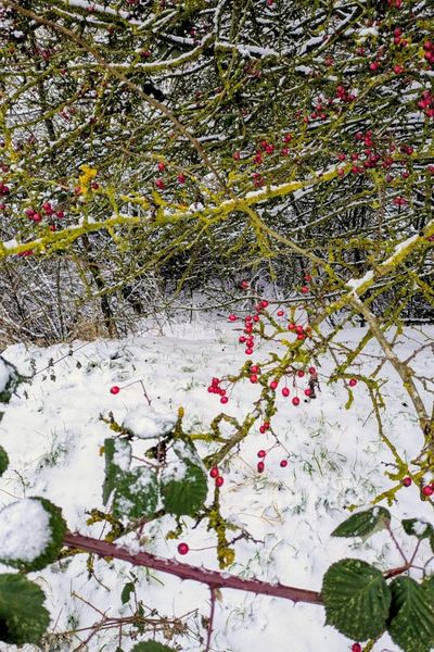 Hagebutten und Brombeer-Blätter in einer Schneelandschaft- die roten und grünen Tupfen heben sich von dem grau-weißen Hintergrund kontrastreich ab.