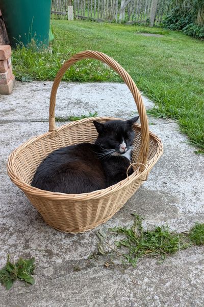 Ein schwarz-weißer Kater liegt in einem Rattankorb und schläft. Der Korb steht auf einem Gehweg an einem Backsteinhaus.