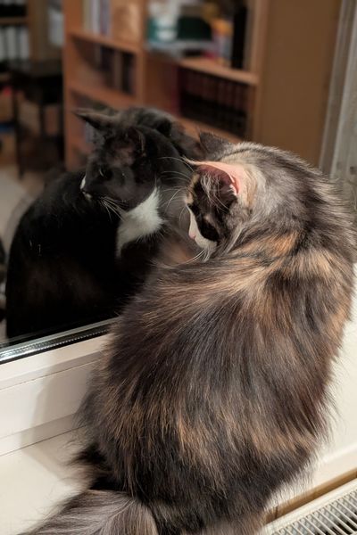 Zwei Katzen sitzen sich abends an einem Fenster gegenüber: Auf der Außenseite sitzt ein schwarz-.weißer Kater, auf der Innenseite eine dreifarbige Norwegische Waldkatze.