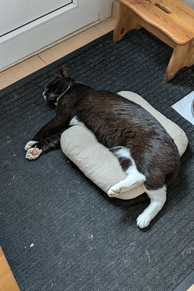Ein schwarz-weißer Kater liegt quer über einem Kissen auf einer Schmutzfangmatte in einem Flur und schläft.