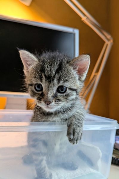 Ein getigertes Kätzchen wird gewogen.