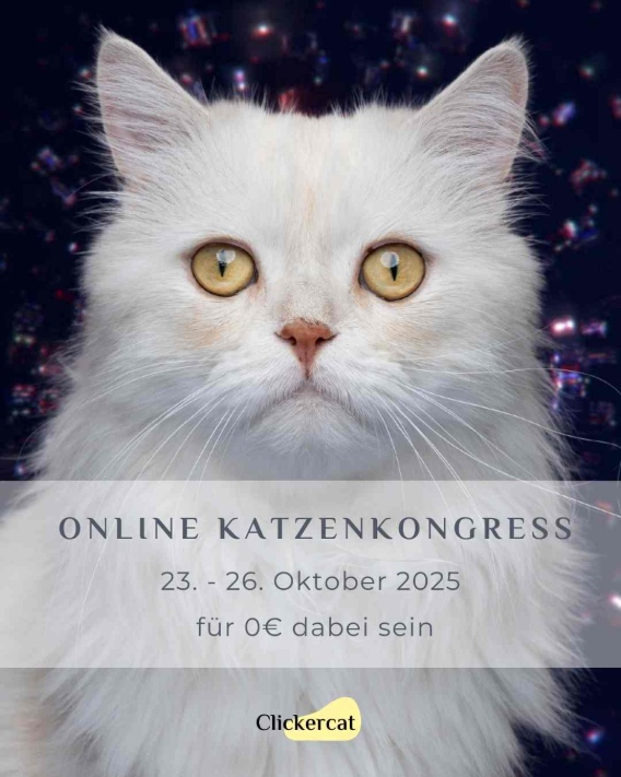 Kater Louis von Katzentrainerin Christianne Gasser als Hintergrund für das Plakat des OKK 2025. Dem Bild ist ein Link hinterlegt. Wenn Du darauf klickst, gelangst Du zur Anmeldeseite.