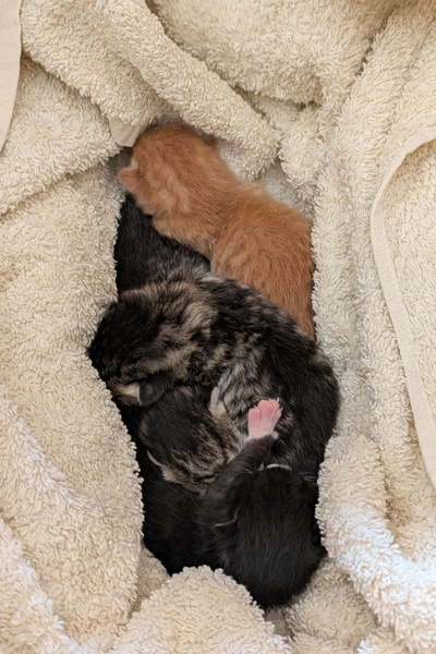 Vier frisch geborene Katzenbabys liegen eingehüllt in einem weißen Handtuch.