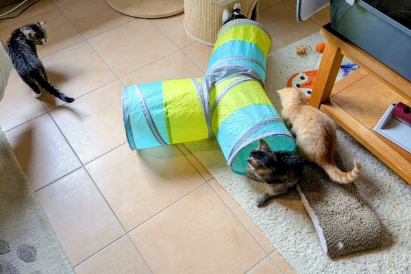 Vier Katzenbabys in grau getigert, rot getigert und schwarz-weiß turnen auf dem Fußboden über Kratzpappe, durch einen Spieltunnel und auf einem Teppich.