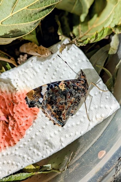 Ein Schmetterling ist aus seinem Kokon geschlüpft. Die Flügel sind noch etwas zerknittert. Auf einem Küchenkrepp ist das rosa farbene Furchtwasser des Kokons zu sehen.