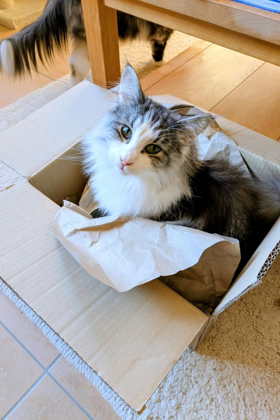 Eine Katze sitzt in einem Karton
