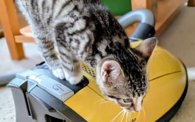 Monatsrückblick Dezember 2025: ungewohnter Jahresausklang