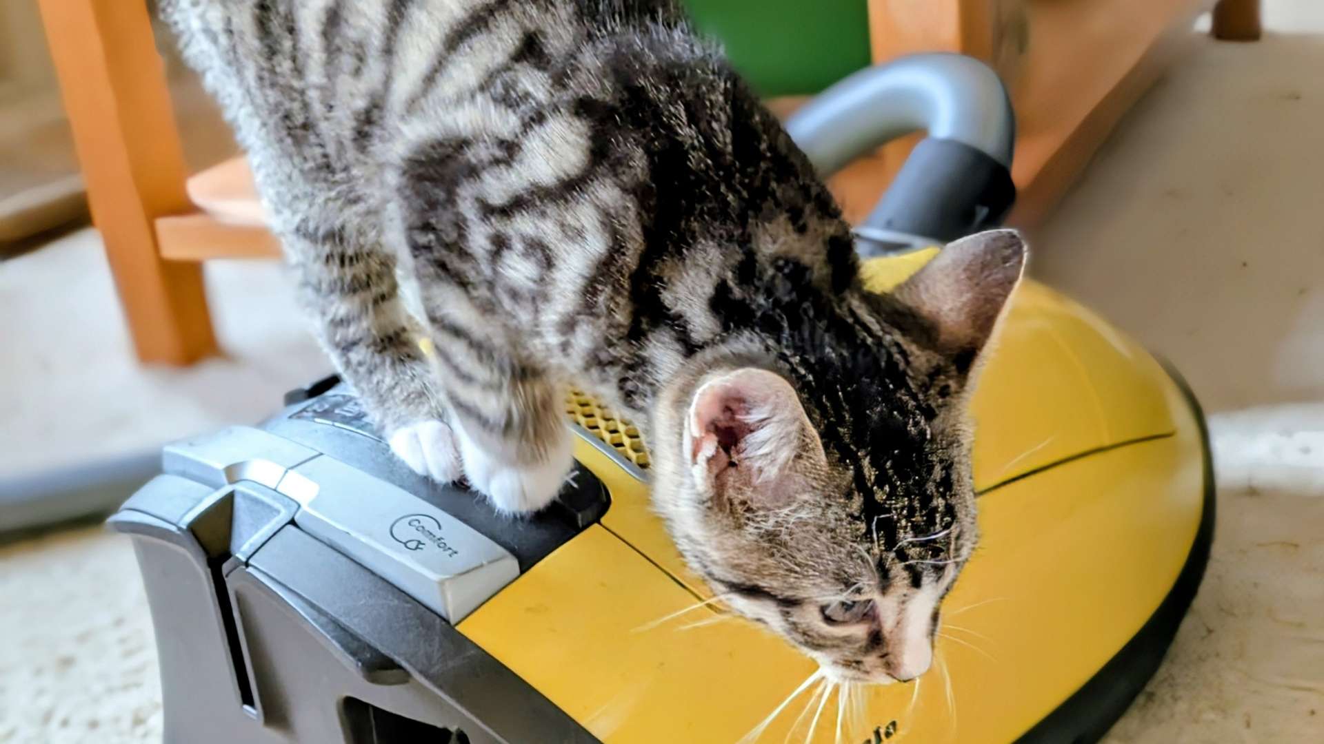 staubsauger-training-dezember-2025 Ein getigertes Kätzchen turnt auf einem gelben Staubsauger herum.