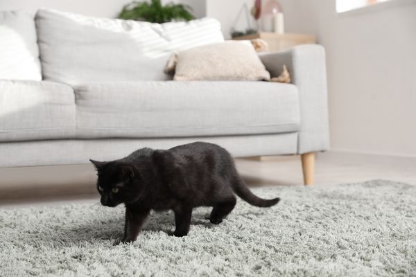 Eine schwarze Katze geht geduckt über einen grauen Teppich und haart in der Bewegung ein.