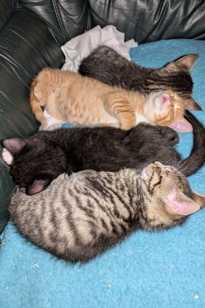 Dieselben vier Katzenbabys sind nun 8 Wochen alt und schlafen nebeneinander auf einer blauen Decke, die auf einem dunkelgrünen Sofa liegt.