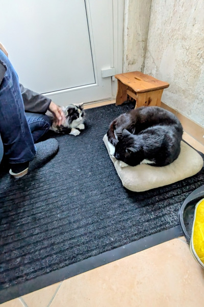 Ein schwarz-weißer Kater liegt auf einem Kissen auf dem Boden. Neben ihm liegt eine dreifarbige Norwegische Waldkatze. Die Zusammenführung wird von einem Mann begleitet, der zwischen den beiden Katzen hockt.